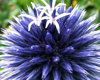 Distel im Wind - in Bielefeld