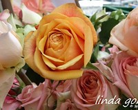 Schöne Rosen auf dem Stuttgarter Markt