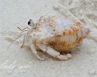 ein Einsiedlerkrebs auf den Phi Phi Islands