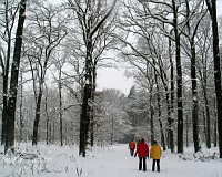 Mecklenburg Vorpommern, ein Winterwald mit Sommerfarben