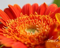 Orange Details - die schöne Mitte der Blume